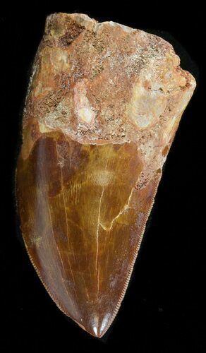 Serrated Carcharodontosaurus Tooth - Great Tip #42593